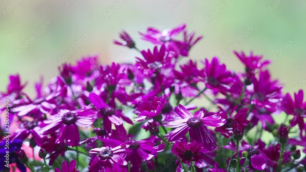 Rain on colorful cineraria blooming in winter Rain on colorful cineraria blooming in winter