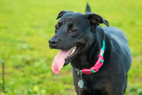 Black dog panting with long tongue hanging out in grassy park