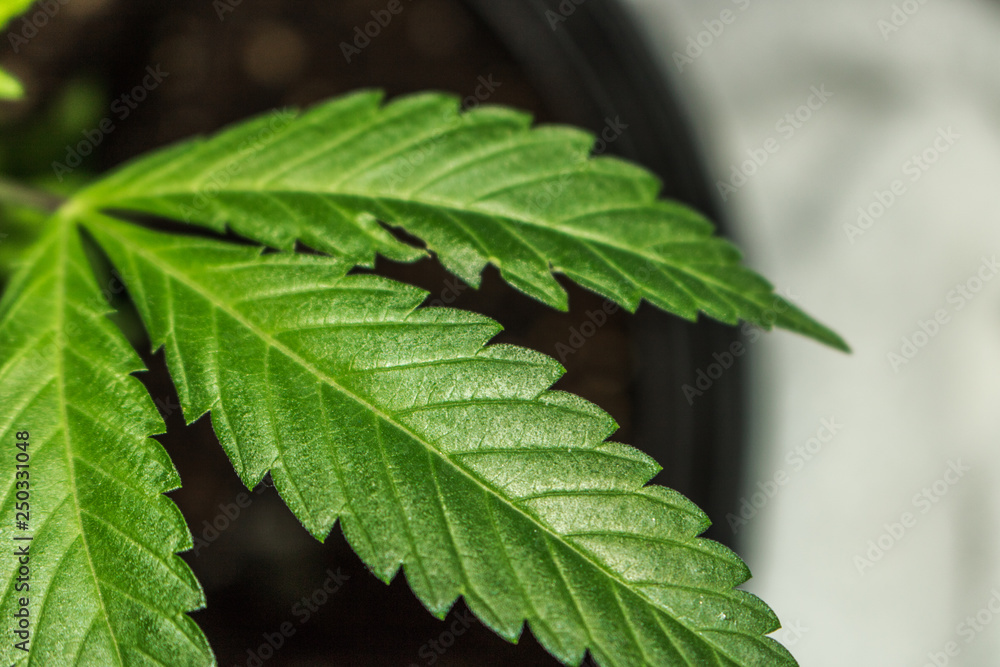 Green Leaf Closeup Macro Marijuana Plant Green Leaf Closeup Macro Marijuana Plant