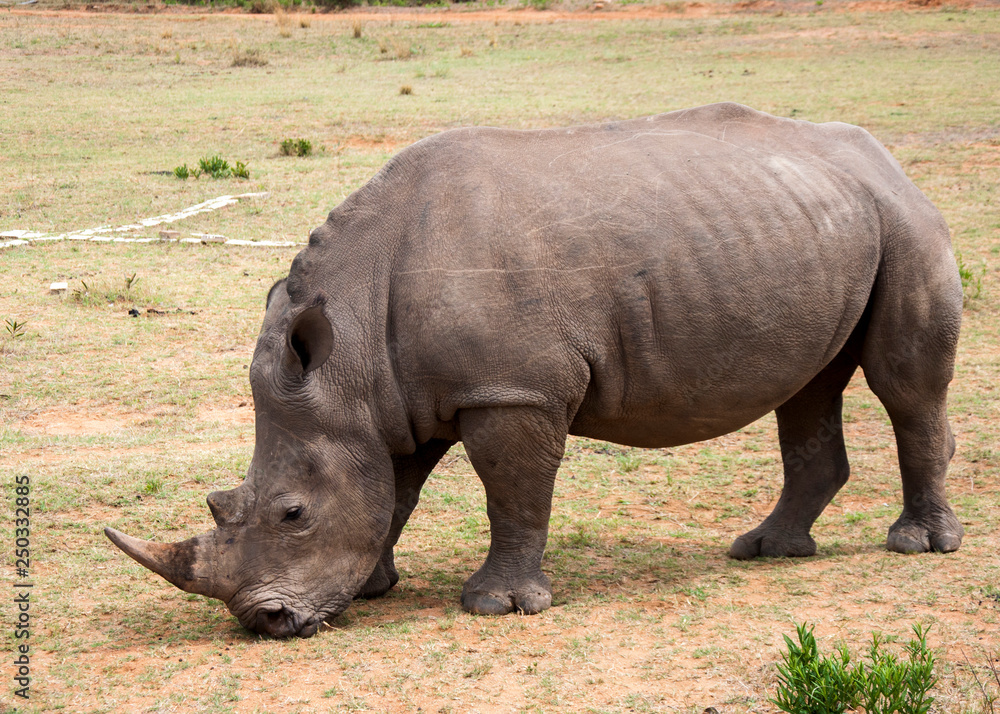Fototapeta premium Rhino