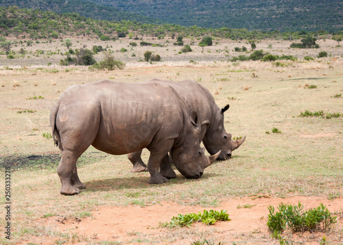 Two rhino friends eating © Paola