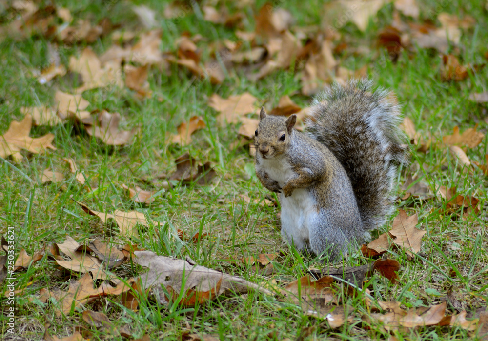 A Gray Squirrel hunts for nuts in the summer. A Gray Squirrel hunts for nuts in the summer.