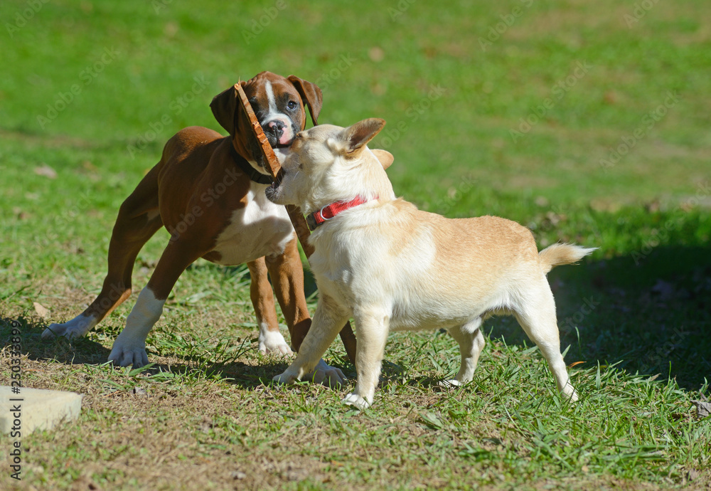 A Boxer and a mixed breed dog playing with a stick.