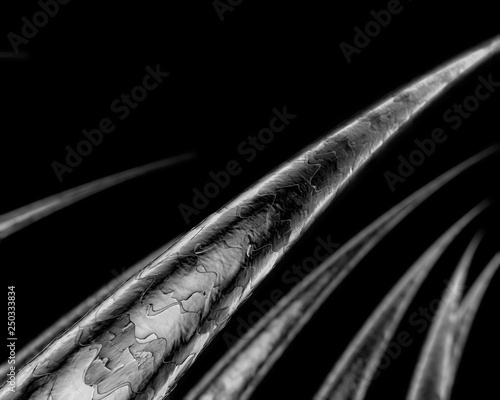 Human hair microscope