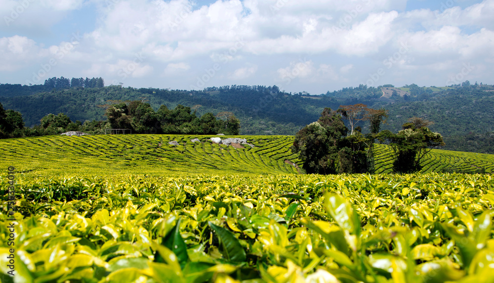 Tea plantation in Mufindi, tanzania, Africa. - obrazy, fototapety, plakaty 