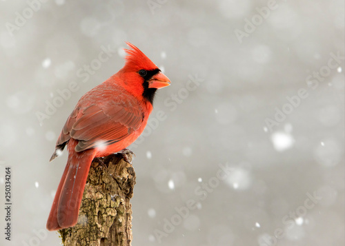 Beautiful photo of a male Northern Cardinal (Cardinalis cardinalis) standing on a perch during a gentle snow.