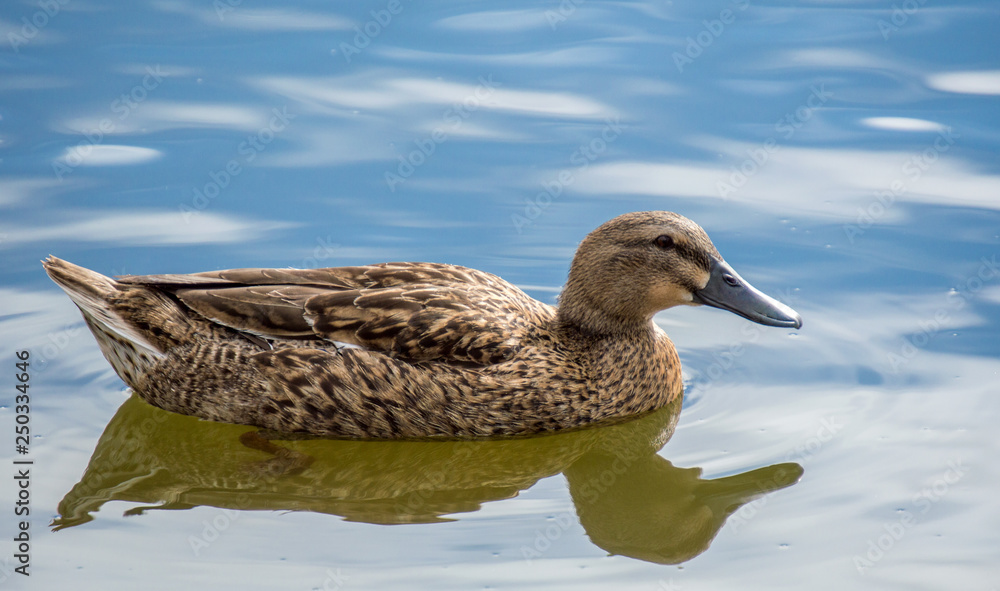 a female mallard duck with brown mottled feathers swimming in calm blue water with reflection a female mallard duck with brown mottled feathers swimming in calm blue water with reflection
