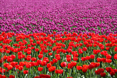 flowers tulips