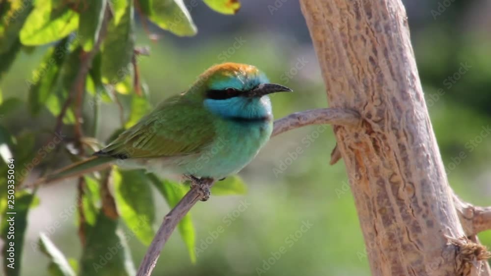 Little green bee eater standing on a branch Little green bee eater standing on a branch