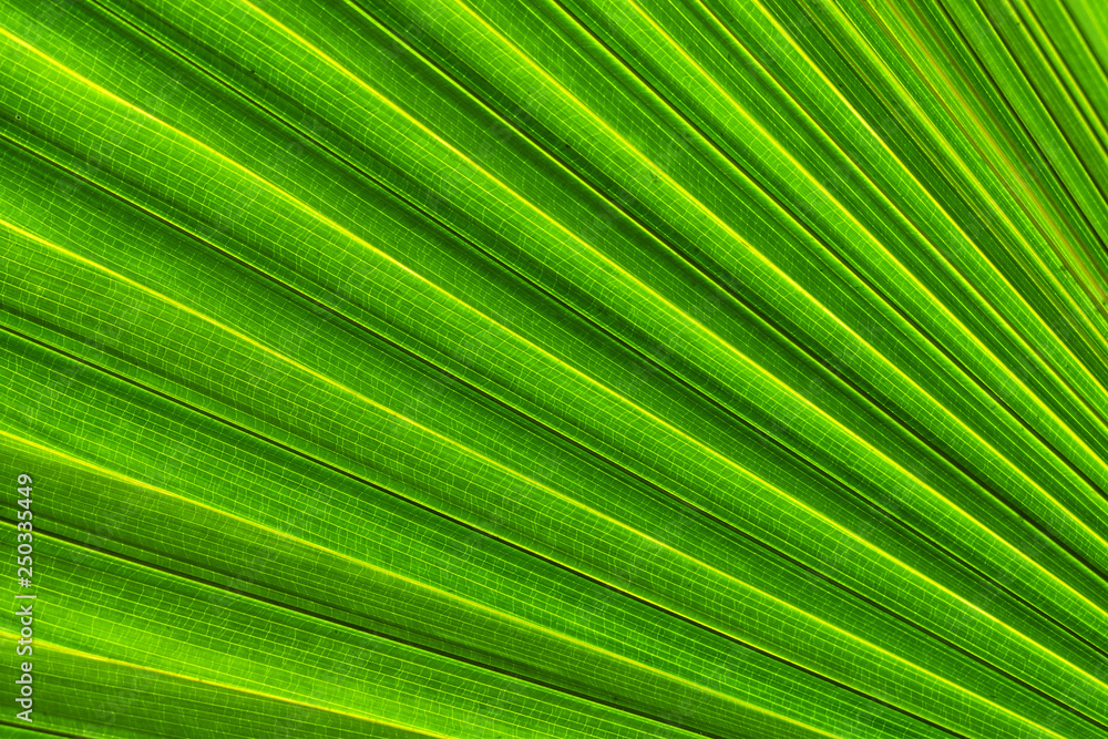 leaf of palm tree leaf of palm tree