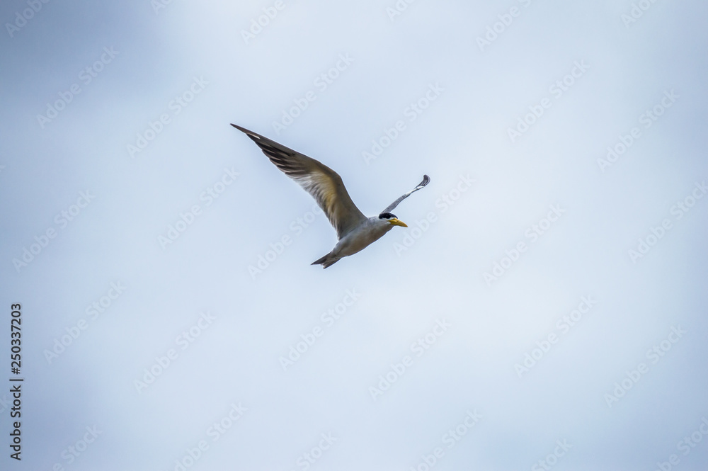 Fototapeta premium Pantanal