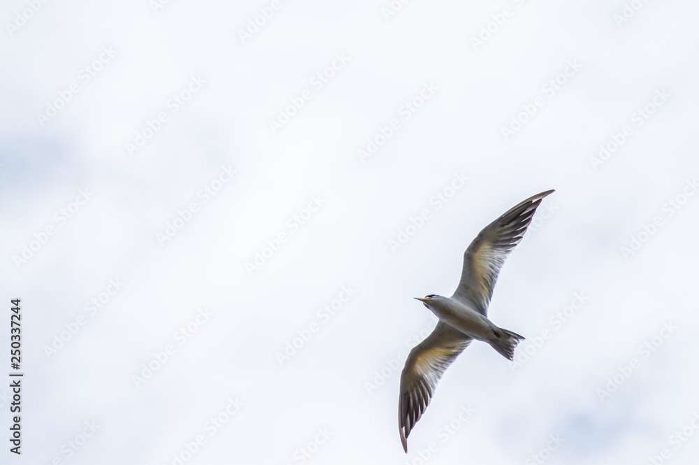 Obraz premium Pantanal