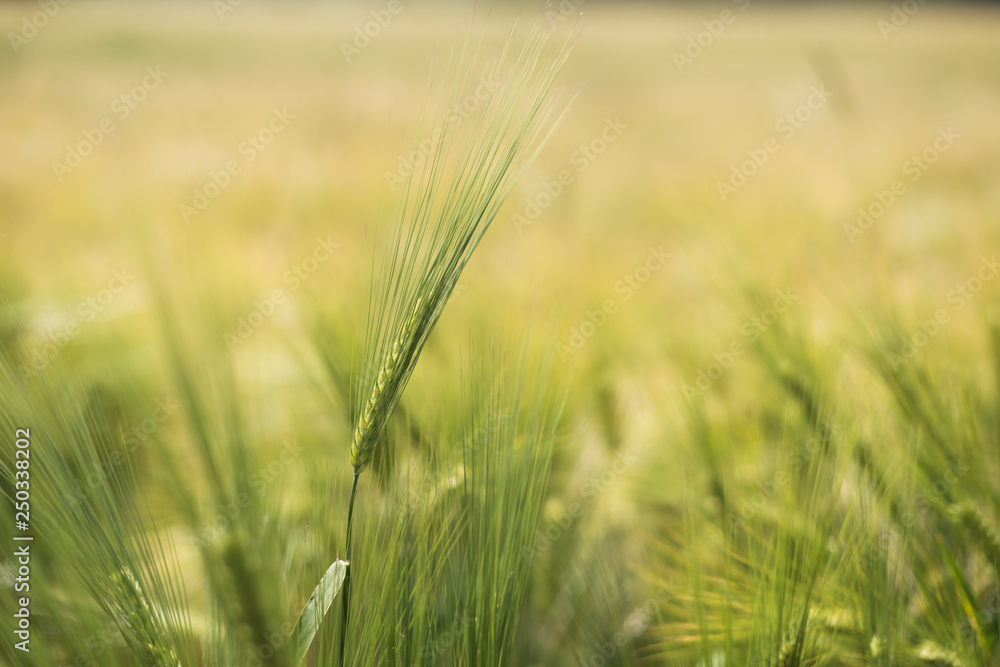 Fototapeta premium barley