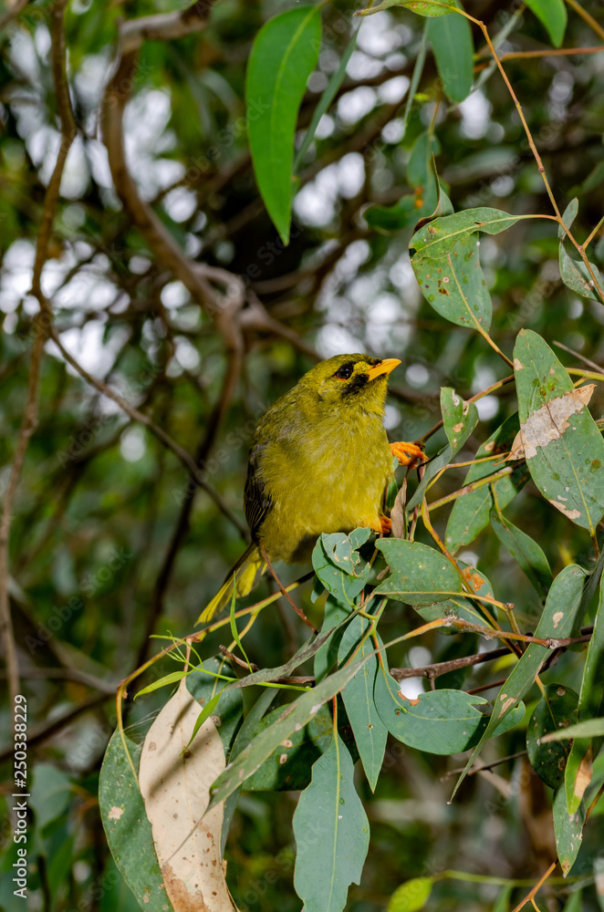 Bellbird Looks Up Bellbird Looks Up
