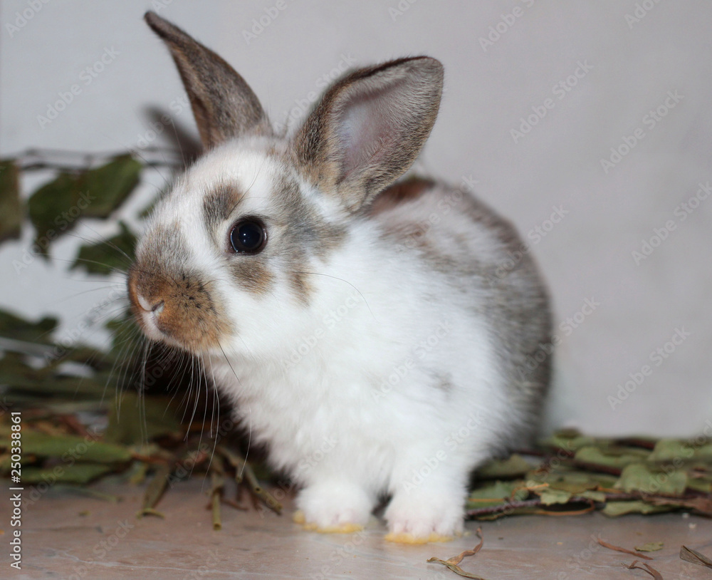 funny little rabbit rabbit furry decorative pet sitting animal funny little rabbit rabbit furry decorative pet sitting animal