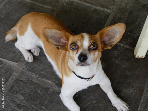 Dog Looking Up From Tiled Floor