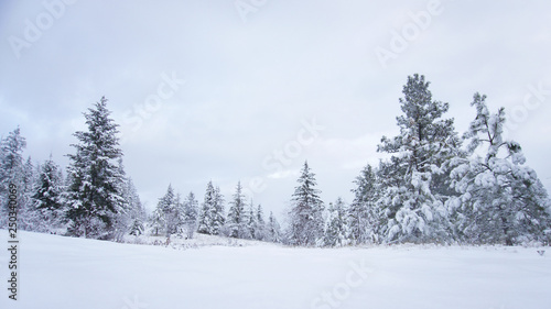 Snow covered evergreen trees at the edge of a forest with overcast sky above