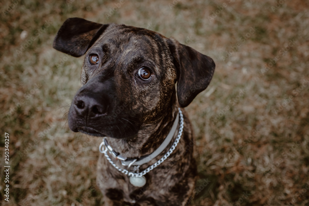 portrait of a dog