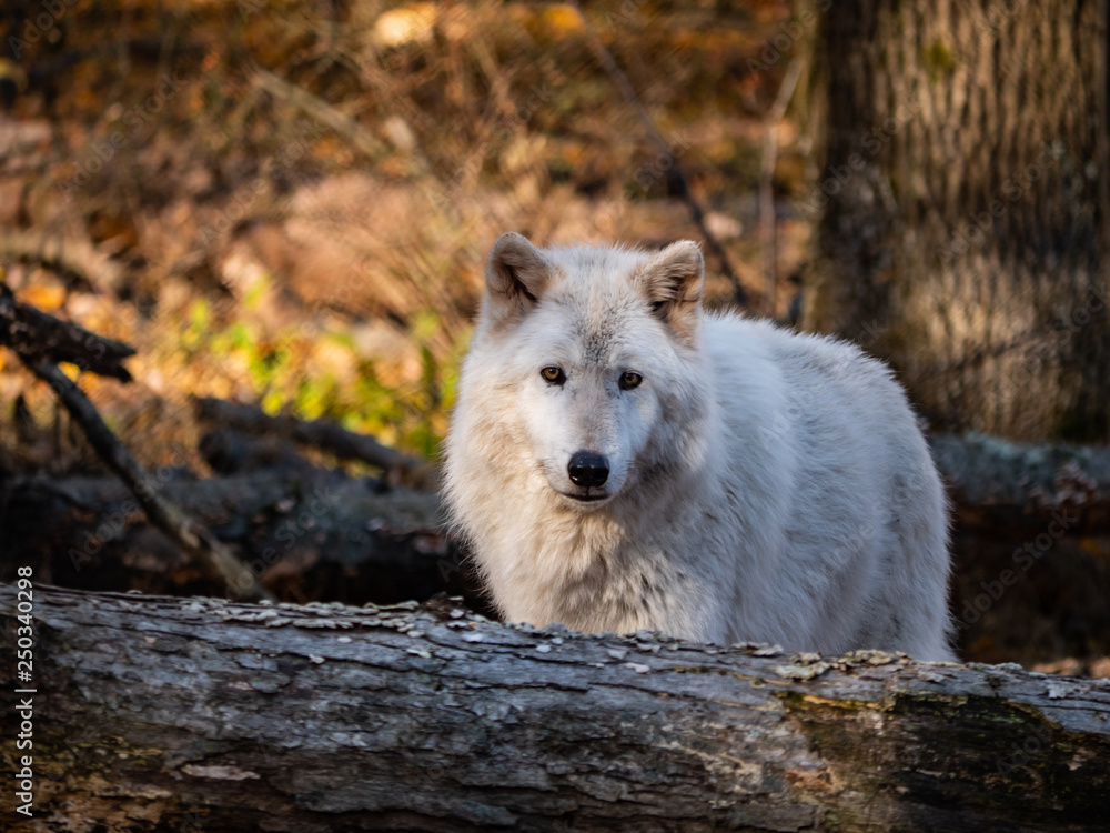 Obraz premium White Wolf