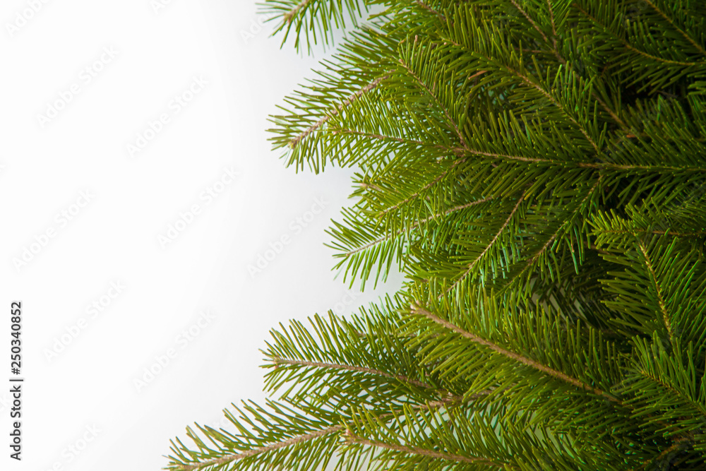 fir branches border on white background, good for christmas backdrop
