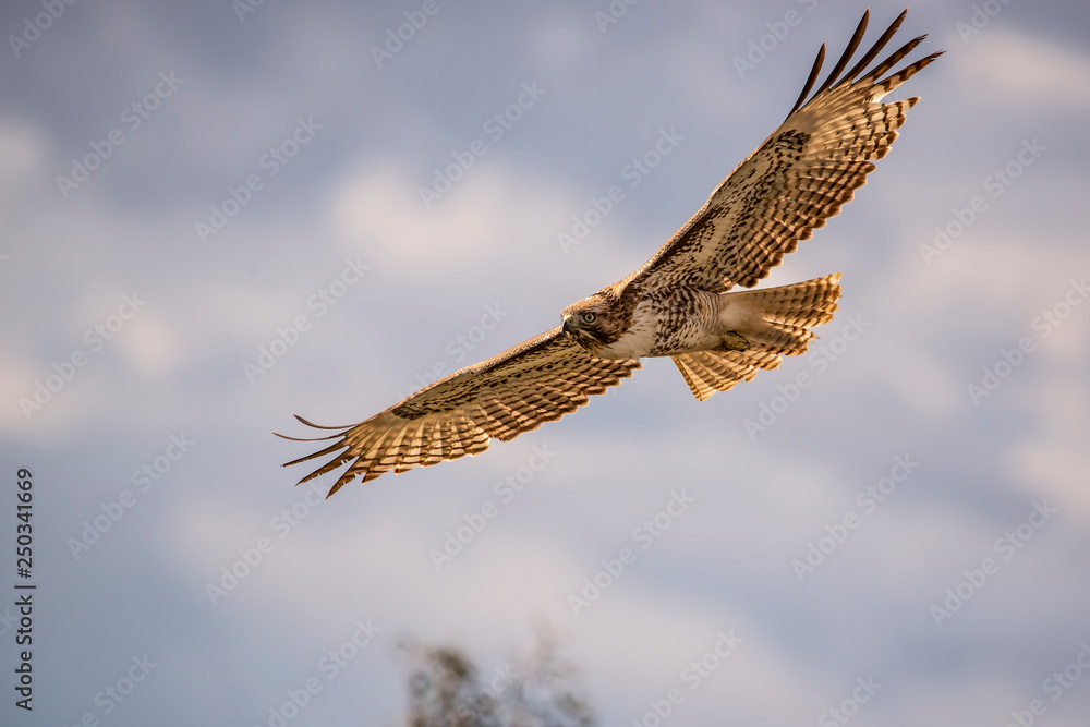 Fototapeta premium Red-tailed Hawk (Buteo jamaicensis) in flight searching for prey