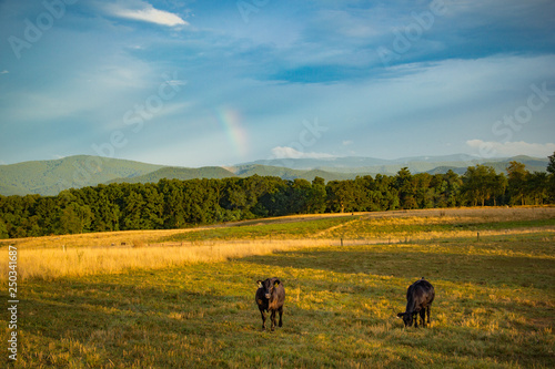 Cows grazing in a field in Tennessee