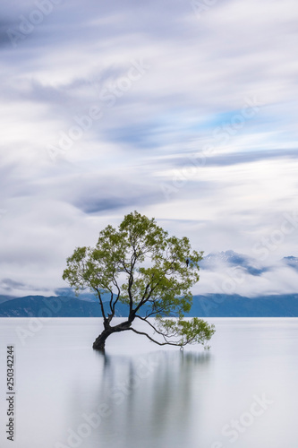 Baum im See  Wanaka  Neuseeland