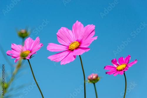 close-up of pink cosmos in full blooming © Kazu