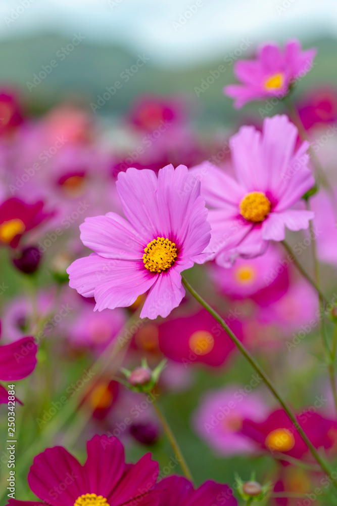close-up of pink cosmos in full blooming