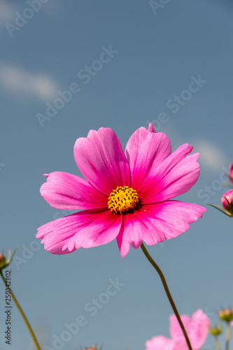 close-up of pink cosmos in full blooming