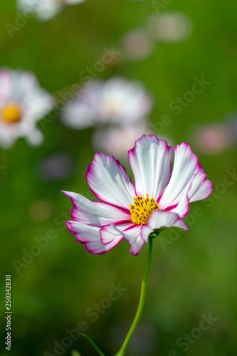 close-up of pink cosmos in full blooming