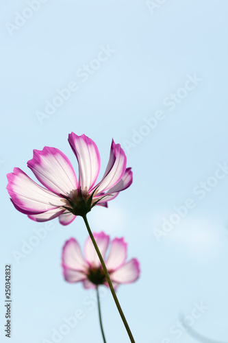 close-up of pink cosmos in full blooming © Kazu