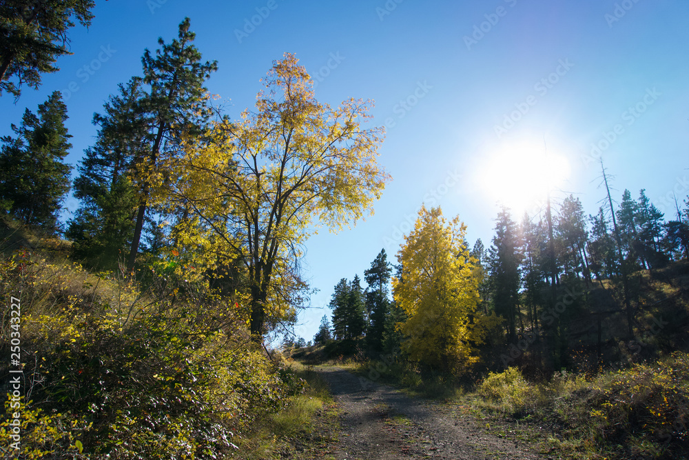Tranquil Autumn landscape of trees along dirt road backlit by the afternoon sun in British Columbia, Canada