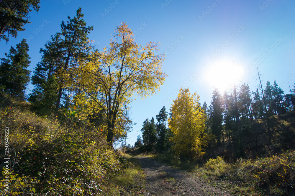 Fototapeta premium Tranquil Autumn landscape of trees along dirt road backlit by the afternoon sun in British Columbia, Canada