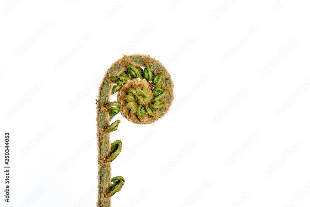 The curly young leaves of ferns. On white background. The curly young leaves of ferns. On white background.