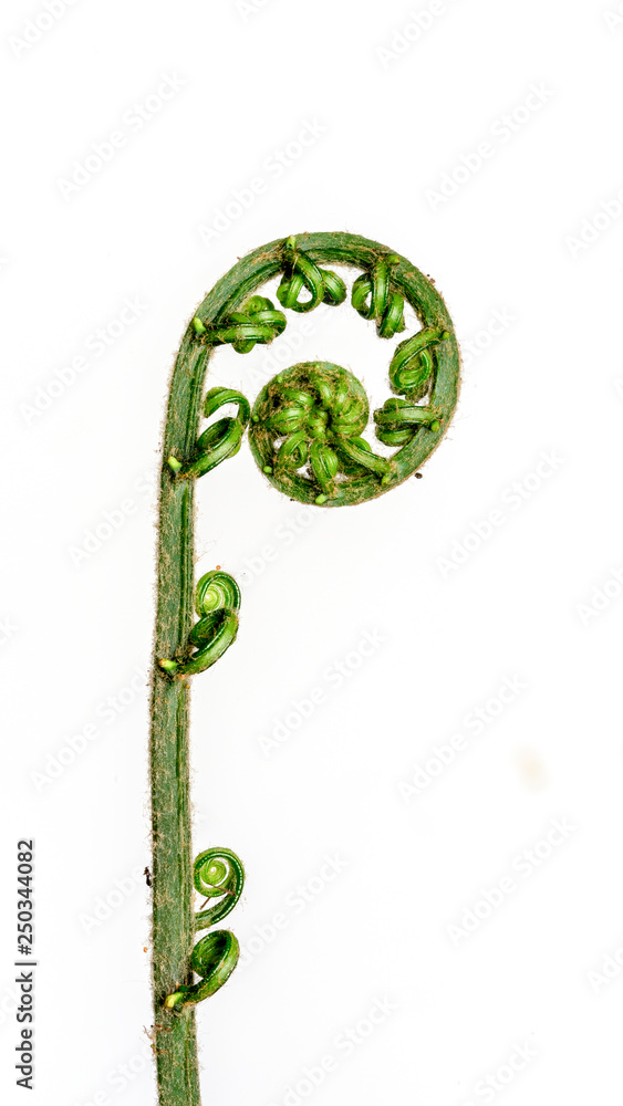 The curly young leaves of ferns. On white background. The curly young leaves of ferns. On white background.