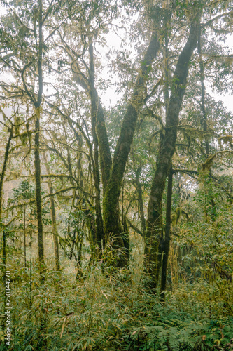 Fototapeta Naklejka Na Ścianę i Meble -  Tropical rainforests in yunnan, China.