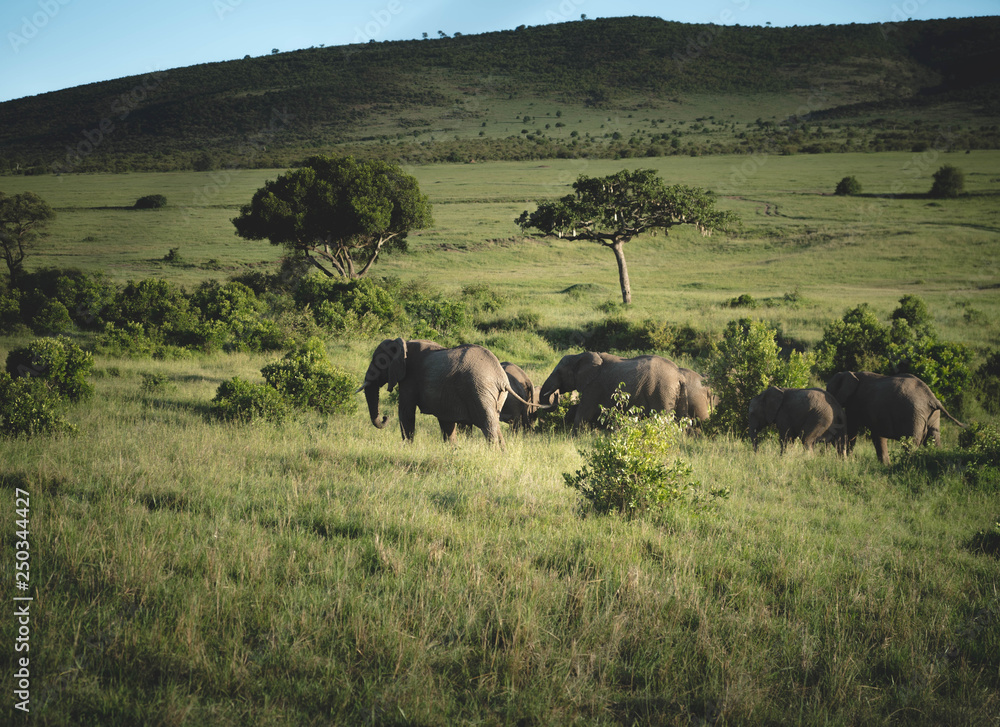 Fototapeta premium the elephant family
