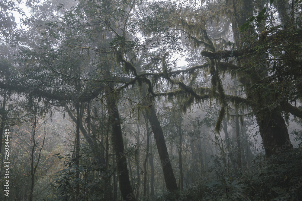 Obraz premium Foggy tropical rainforests, Foggy woods. Nature landscape background.
