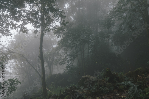 Foggy tropical rainforests  Foggy woods. Nature landscape background.