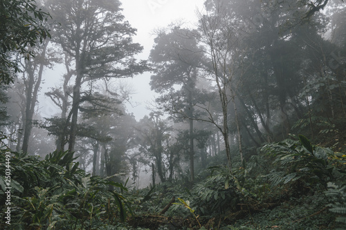 Foggy tropical rainforests, Foggy woods. Nature landscape background. © JIANGTIANMU