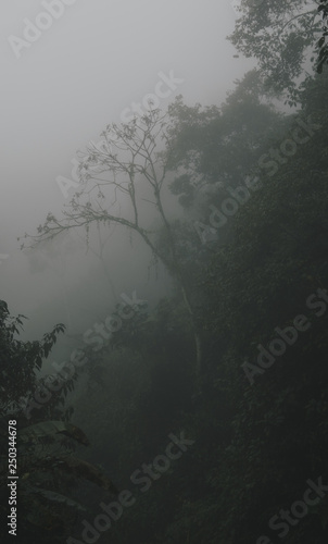 Foggy tropical rainforests, Foggy woods. Nature landscape background.