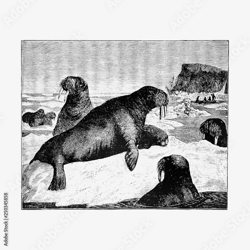 Herd of walrus vintage artwork