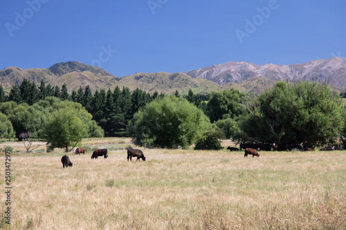 Cows in New Zealand