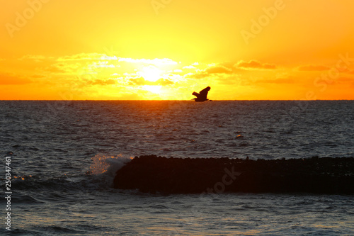 Silhouette of a bird at sunset, Kuata Island, Yasawa Islands, Fiji