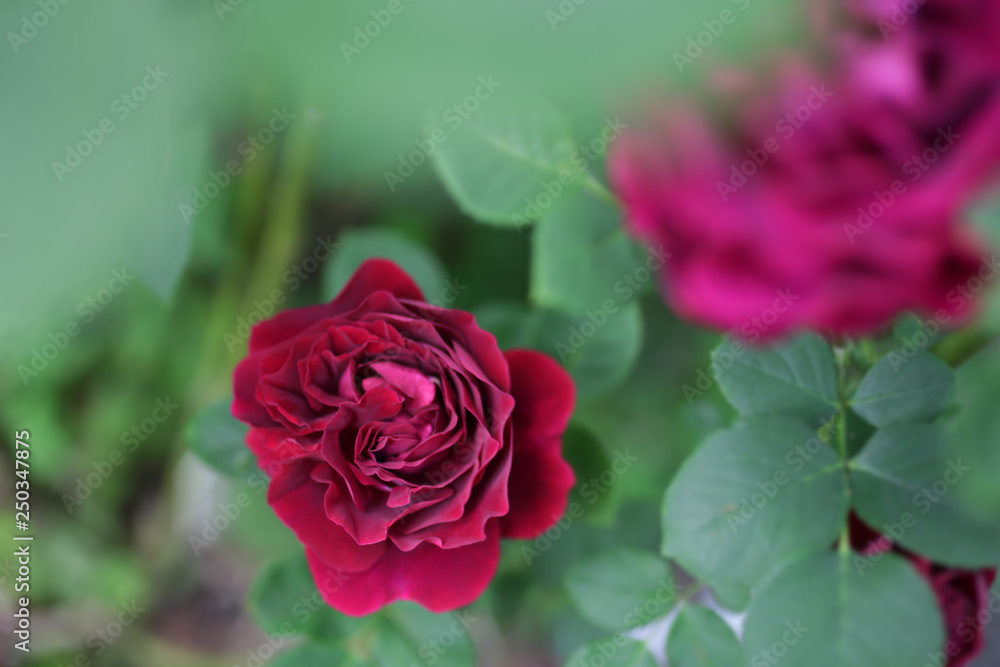 バラの花 バラの花