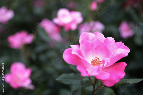 バラの花