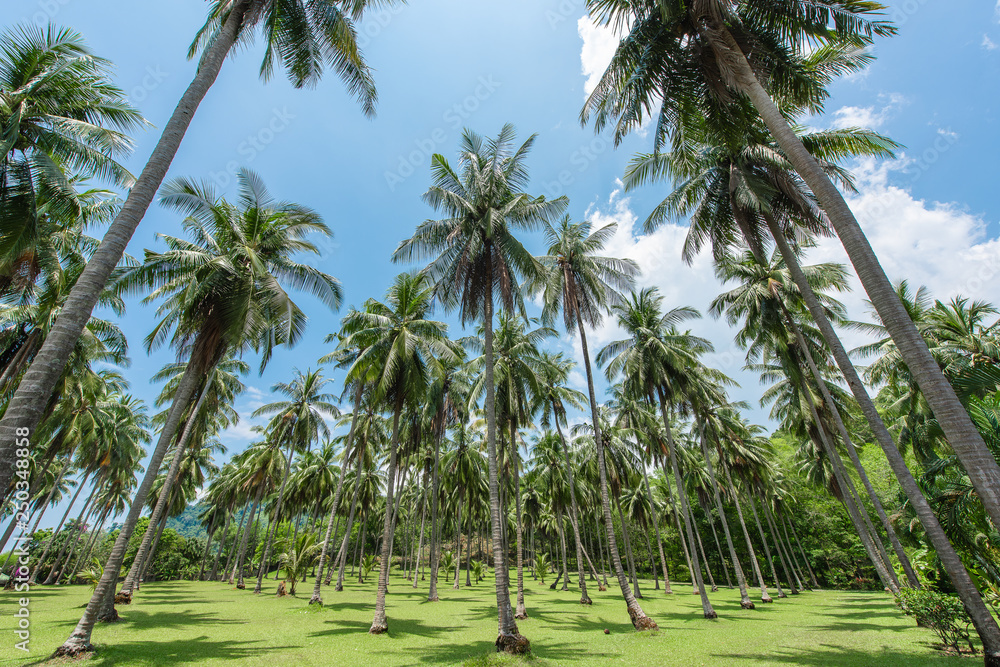 Obraz premium Palm trees against blue sky.