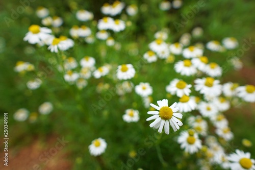 Top view of daisy flowers field, white flower as a background (Bellis perennis, day’s eye, Senecio greyi), Soft Focus