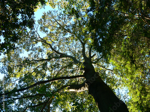 tulip poplar overhead